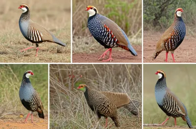 Illustration guinea - Image 1