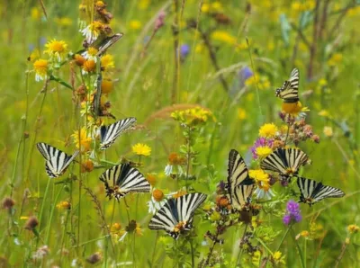 Illustration festoon - Image 1