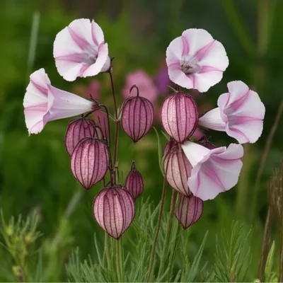 Illustration campions - Image 1