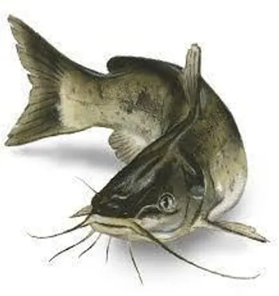 Illustration catfish - Image 2