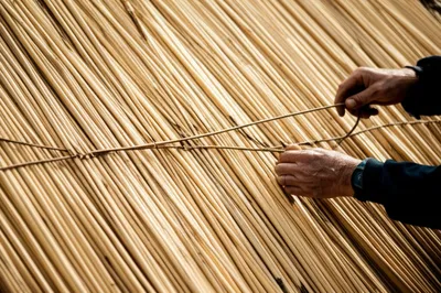 Illustration sways - Image 1