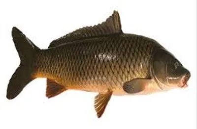 Illustration carp - Image 2