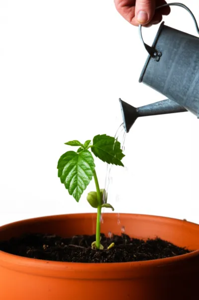 Illustration tipped - Image 1