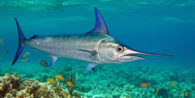 Illustration wahoo - Image 1