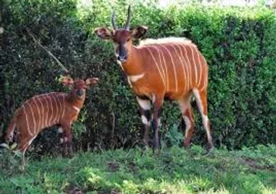 Illustration bongo - Image 2