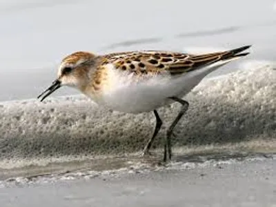 Illustration stint - Image 2