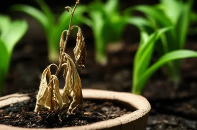 Illustration deficient