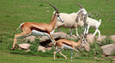 Illustration bovids - Image 1