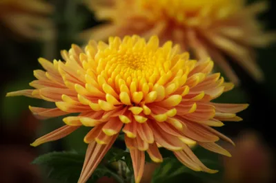 Illustration mum - Image 1