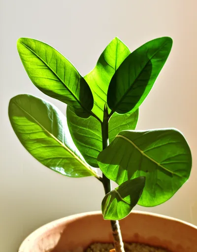 Illustration recruited - Image 1