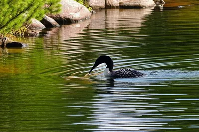 Illustration loon - Image 1