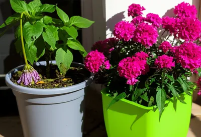 Illustration reviving - Image 1