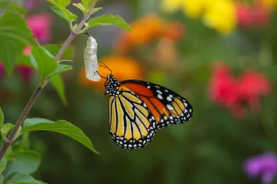 Illustration transforming - Image 1