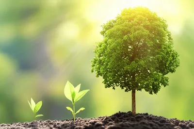 Illustration erection