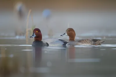 Illustration redheads - Image 1