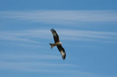 Illustration glides - Image 1