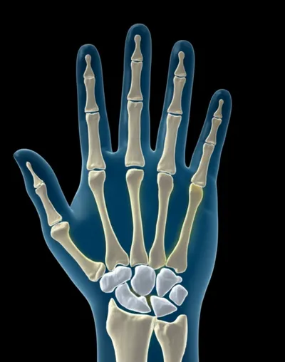 Illustration metacarpus