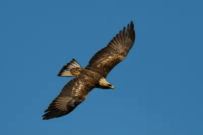 Illustration alar - Image 1