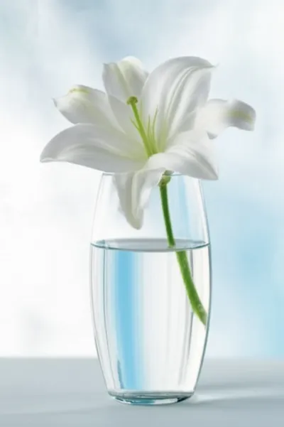 Illustration honesty - Image 1