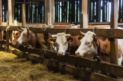 Illustration seal - Image 1