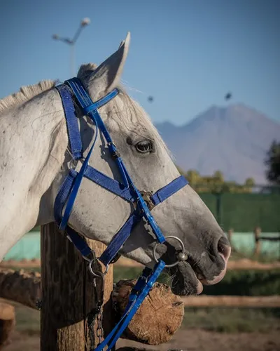 Illustration bridled - Image 2