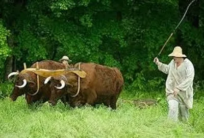 Illustration goad - Image 2