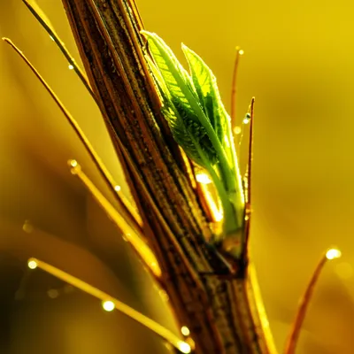 Illustration revives - Image 1