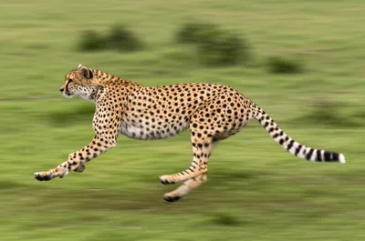 Illustration digitigrade - Image 1