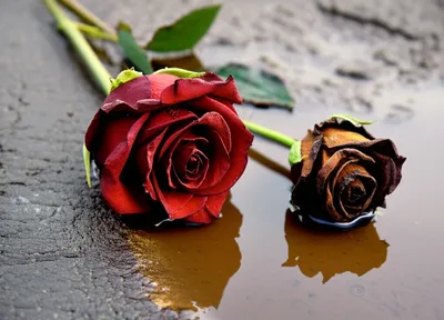 Illustration sucked - Image 1