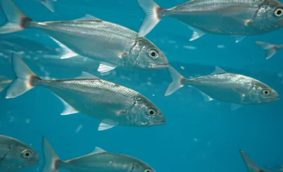 Illustration drummers - Image 1