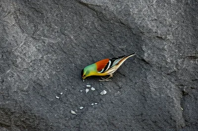 Illustration piddling - Image 1