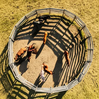 Illustration corrals - Image 1