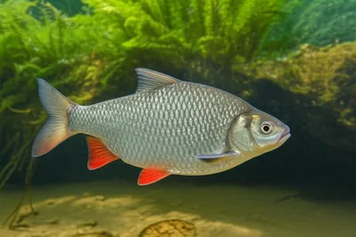 Illustration chub - Image 1