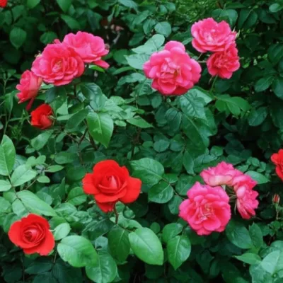 Illustration noisettes - Image 1