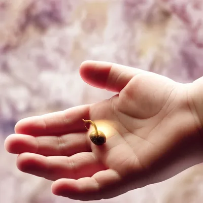 Illustration innate - Image 1