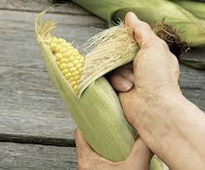 Illustration shuck - Image 2