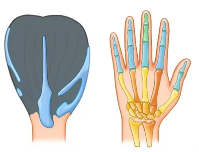 Illustration homology - Image 1