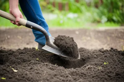 Illustration spits - Image 1