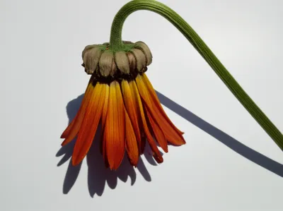 Illustration sicken - Image 1