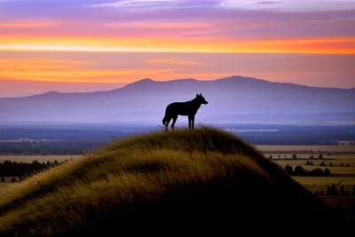 Illustration roaming - Image 1