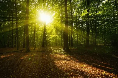 Illustration dappled