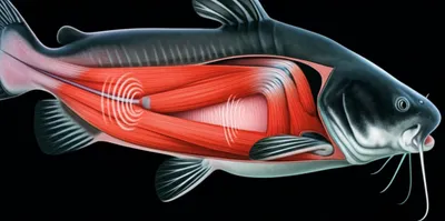 Illustration drumming - Image 1