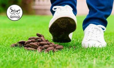 Illustration sugar - Image 1