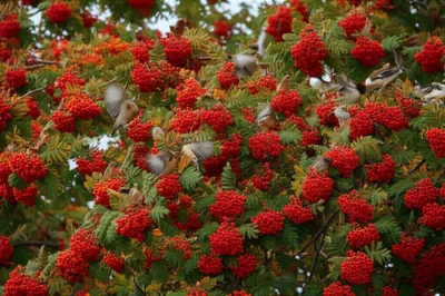 Hình ảnh minh họa quicken - Ảnh 1