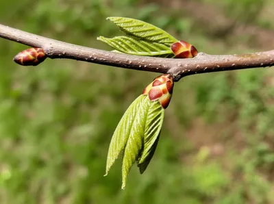 Illustration leaf - Image 1