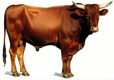 Illustration bull