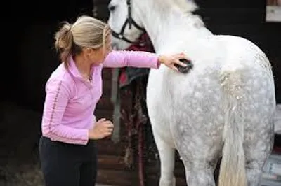 Illustration grooming - Image 2