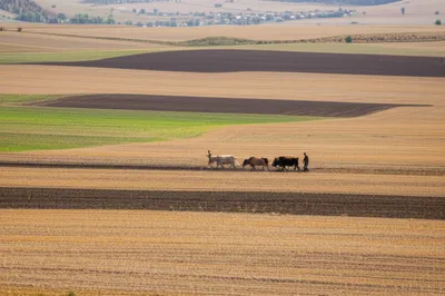 Illustration dunams - Image 1