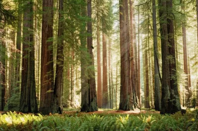 Illustration girt - Image 1