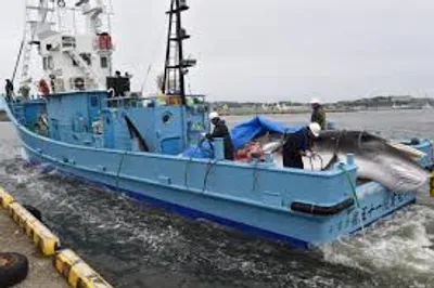 Illustration whaler - Image 2